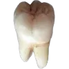 🦷