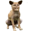 🐶