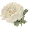 🌹