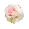 🌹