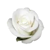🌹