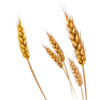 🌾