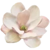 🌸