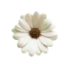 🌼