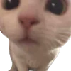 🐱
