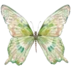 🦋