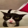 🐈‍⬛