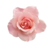 🌹