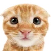 🐱