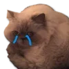 😭