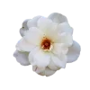 🌺