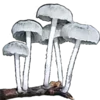 🍄