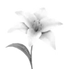 🌷