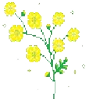 🌼
