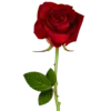 🌹