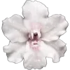 🌸