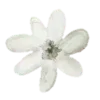 🌼