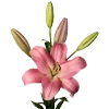 🌸