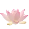 🌺