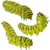 🐛