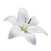 🌺