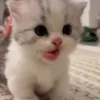 🥺