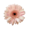 🌼