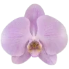 🌸