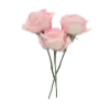 🌹