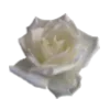 🌹