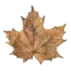 🍁