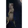 🐺