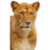 🦁