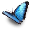 🦋