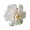 🌺