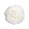 🌼