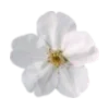 🌸