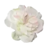 🌺