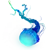 🪼