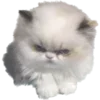 🐱