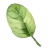 🍃