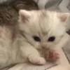 🐾