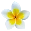 🌼