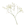 🌷