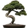 🌳