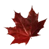 🍁