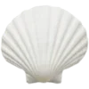 🐚