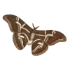 🦋