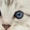 ⭐