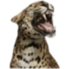 🐆
